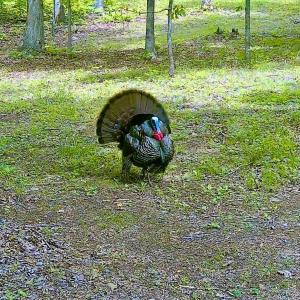 Photo #79 of 14528 Lee Jackson Hwy, Big Island, VA 70.1 acres