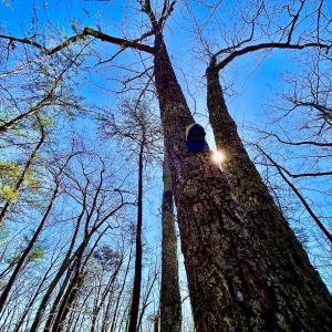 Photo #50 of 14528 Lee Jackson Hwy, Big Island, VA 70.1 acres