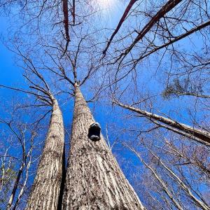 Photo #66 of 14528 Lee Jackson Hwy, Big Island, VA 70.1 acres