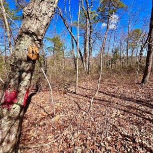 Photo #29 of 14528 Lee Jackson Hwy, Big Island, VA 70.1 acres