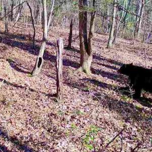 Photo #65 of 14528 Lee Jackson Hwy, Big Island, VA 70.1 acres