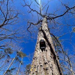 Photo #37 of 14528 Lee Jackson Hwy, Big Island, VA 70.1 acres