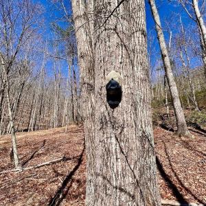 Photo #56 of 14528 Lee Jackson Hwy, Big Island, VA 70.1 acres