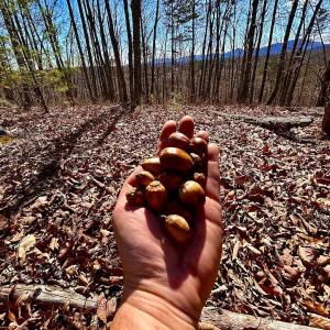 Photo #31 of 14528 Lee Jackson Hwy, Big Island, VA 70.1 acres