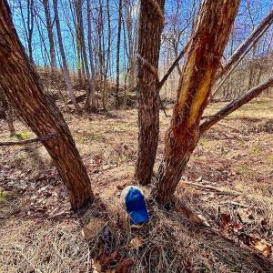 Photo #9 of 14528 Lee Jackson Hwy, Big Island, VA 70.1 acres