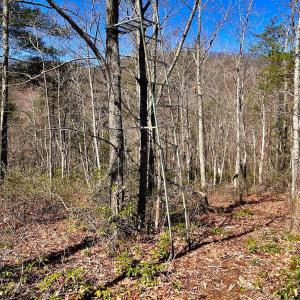 Photo #40 of 14528 Lee Jackson Hwy, Big Island, VA 70.1 acres