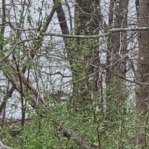 Photo #4 of Horseshoe Bend Road, Goodview, VA 1.6 acres