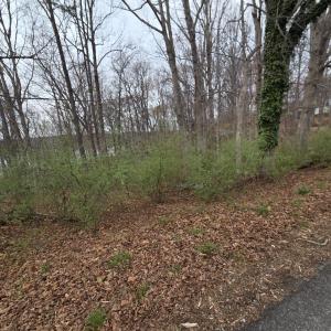 Photo #8 of Horseshoe Bend Road, Goodview, VA 1.6 acres
