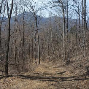 Photo #8 of 1215 Battery Hill Lane, Tyro, VA 37.1 acres