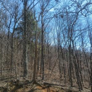 Photo #23 of 1215 Battery Hill Lane, Tyro, VA 37.1 acres