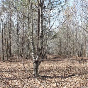 Photo #4 of Summerset Road, Gretna, VA 26.9 acres
