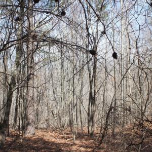 Photo #18 of Summerset Road, Gretna, VA 26.9 acres