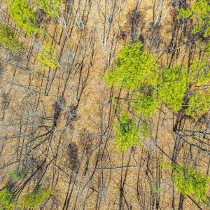 Photo #34 of Larkin Mountain, Amherst, VA 20.4 acres