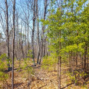 Photo #28 of Larkin Mountain, Amherst, VA 20.4 acres