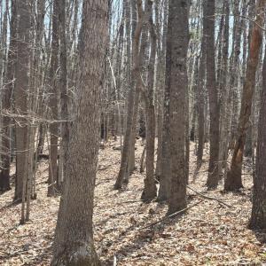Photo #1 of Equestrian Trail Road, New Canton, VA 26.6 acres