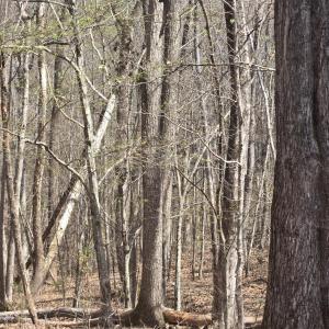 Photo #1 of Equestrian Trail Road, New Canton, VA 11.1 acres