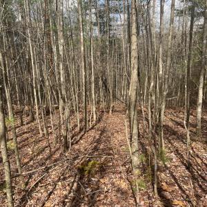 Photo #2 of Blue Ridge Lane, Monroe, VA 5.0 acres