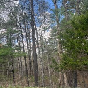 Photo #7 of Blue Ridge Lane, Monroe, VA 5.0 acres