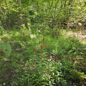 Photo #34 of James Anderson Highway, Gladstone, VA 100.0 acres