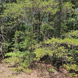 Photo #3 of James Anderson Highway, Gladstone, VA 100.0 acres