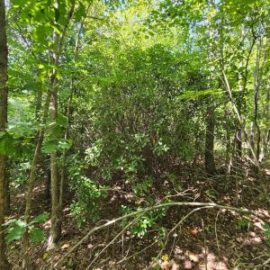 Photo #27 of James Anderson Highway, Gladstone, VA 100.0 acres