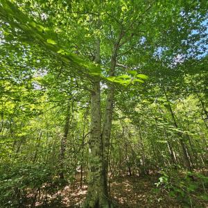 Photo #24 of James Anderson Highway, Gladstone, VA 100.0 acres