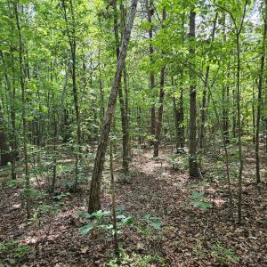 Photo #23 of James Anderson Highway, Gladstone, VA 100.0 acres