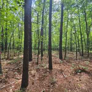 Photo #13 of James Anderson Highway, Gladstone, VA 100.0 acres