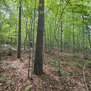 Photo #9 of James Anderson Highway, Gladstone, VA 100.0 acres