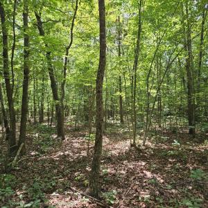 Photo #22 of James Anderson Highway, Gladstone, VA 100.0 acres