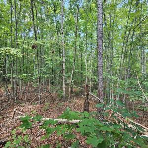 Photo #5 of James Anderson Highway, Gladstone, VA 100.0 acres