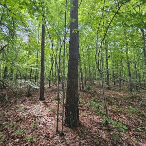 Photo #10 of James Anderson Highway, Gladstone, VA 100.0 acres