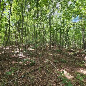 Photo #31 of James Anderson Highway, Gladstone, VA 100.0 acres