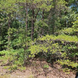 Photo #4 of James Anderson Highway, Gladstone, VA 100.0 acres