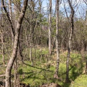 Photo #15 of Goggin Ford Road, Bedford, VA 23.9 acres