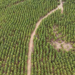 Photo #10 of Old Courthouse Road, Appomattox, VA 39.5 acres