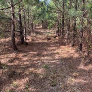 Photo #24 of Old Courthouse Road, Appomattox, VA 39.5 acres