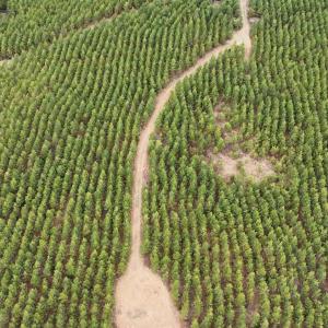 Photo #10 of Old Courthouse Road, Appomattox, VA 39.5 acres