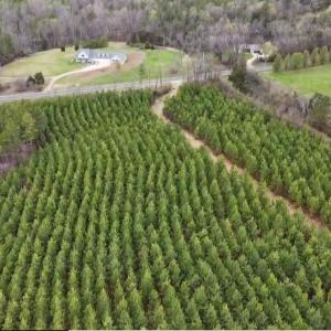 Photo #12 of Old Courthouse Road, Appomattox, VA 39.5 acres