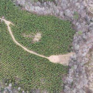 Photo #8 of Old Courthouse Road, Appomattox, VA 39.5 acres