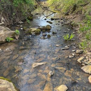 Photo #37 of Old Courthouse Road, Appomattox, VA 39.5 acres