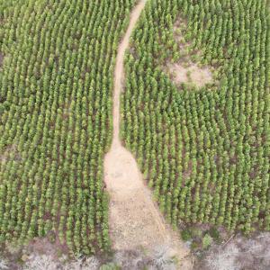 Photo #9 of Old Courthouse Road, Appomattox, VA 39.5 acres