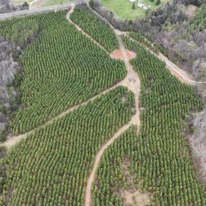 Photo #6 of Old Courthouse Road, Appomattox, VA 39.5 acres
