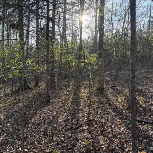 Photo #44 of Old Courthouse Road, Appomattox, VA 39.5 acres