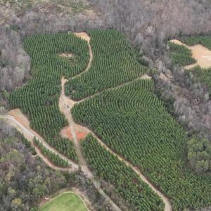 Photo #4 of Old Courthouse Road, Appomattox, VA 39.5 acres