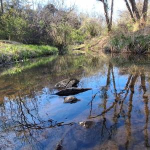 Photo #1 of Old Courthouse Road, Appomattox, VA 39.5 acres