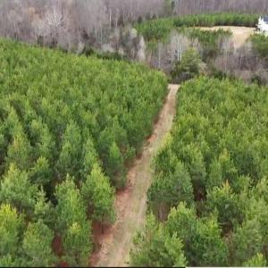 Photo #13 of Old Courthouse Road, Appomattox, VA 39.5 acres