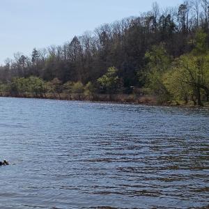 Photo #2 of Wilderness Creek Rd., Monroe, VA 100.0 acres