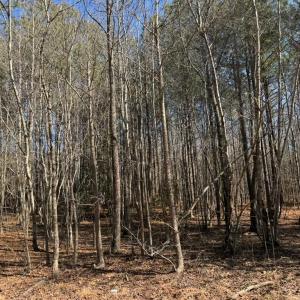 Photo #5 of Sturgeon Road, Dolphin, VA 11.5 acres