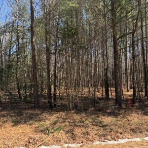 Photo #6 of Sturgeon Road, Dolphin, VA 11.5 acres